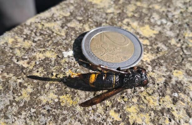 Eine weitere asiatische Hornisse wurde in Cork gefangen genommen - und es sieht so aus, als gäbe es einen zweiten Bienenstock