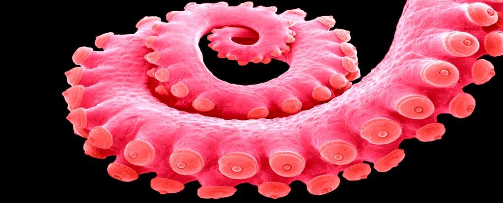 Tintenfische sind im Grunde genommen beidhändig, haben aber immer noch einen Lieblingsarm für spezifische Anwendungsfälle. Neue Beweise zeigen