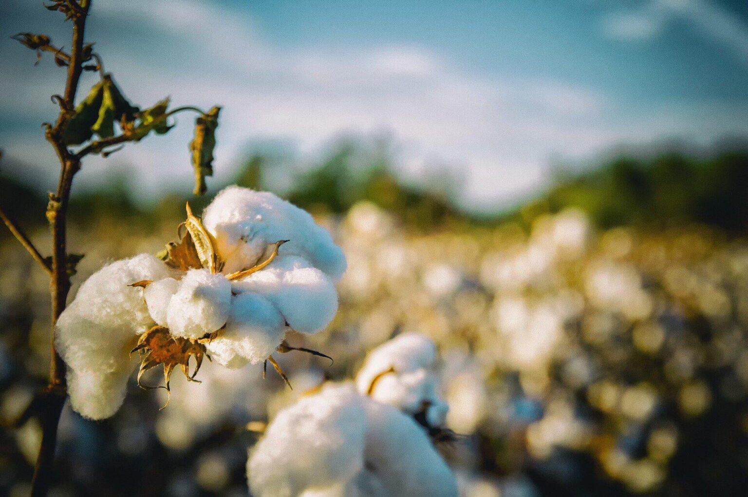 Neue invasive Schädlinge, die sich in Georgien schnell ausbreitet, warnen Staatsbeamte. Der Zwei-Spot-Baumwollblatthüpfer (Amrasca Biguttula), allgemein bekannt als Cotton Jassid, ist ein winziger Insekt, der auf dem indischen Subkontinent heimisch ist. Neue invasive Schädlinge, die sich in Georgien schnell ausbreitet, warnen Staatsbeamte. Der Zwei-Spot-Baumwollblatthüpfer (Amrasca Biguttula), allgemein bekannt als Cotton Jassid, ist ein winziger Insekt, der auf dem indischen Subkontinent heimisch ist.