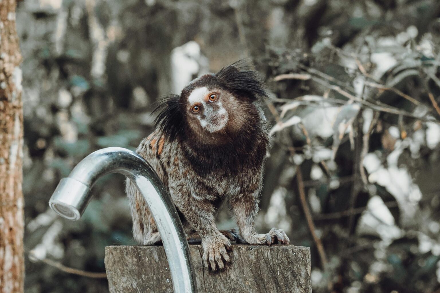Schnell wachsende Gehirne können erklären, wie Menschen-und Marmosets-zu sprechen sind