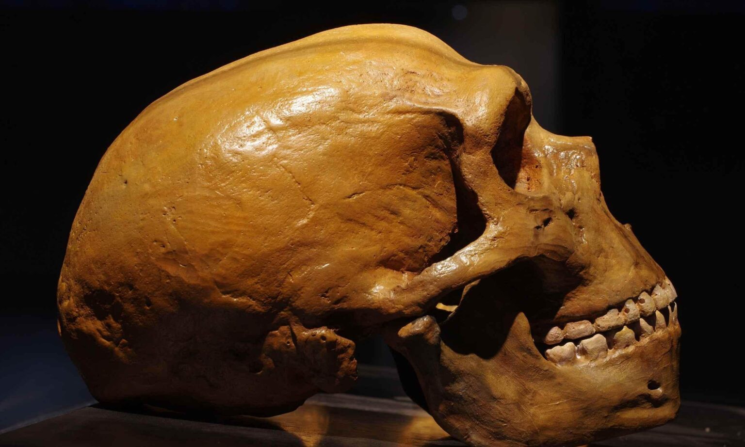 Menschen erbten Gene von Neandertalern, die unsere Muskelaktivität immer noch einschränken