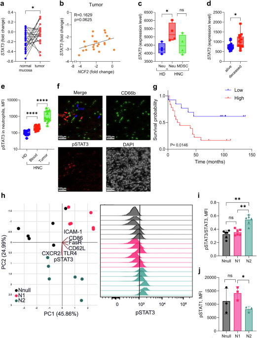 Tumor-Fortschreiten durch die Expansion von zytotoxischen CD8+ T-Zellen beeinträchtigen