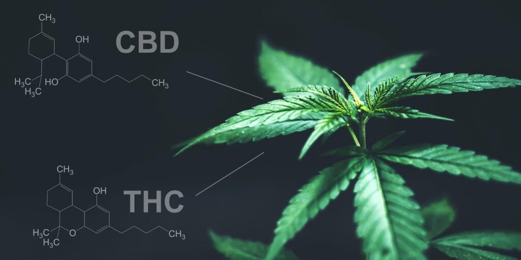 Cannabisverbindungen THC und Cannabidiol (CBD) haben entgegengesetzte Auswirkungen auf die Gehirnfunktion-und die Kombination der beiden erzeugt mehr gedämpfte Veränderungen als nur THC, und findet eine neue Neuroimaging-Studie an Ratten, um zu vergleichen, wie diese von Cannabis abgeleiteten Verbindungen die Kommunikationsmuster und den Blutfluss im Gehirn verändern. Cannabisverbindungen THC und Cannabidiol (CBD) haben entgegengesetzte Auswirkungen auf die Gehirnfunktion-und die Kombination der beiden erzeugt mehr gedämpfte Veränderungen als nur THC, und findet eine neue Neuroimaging-Studie an Ratten, um zu vergleichen, wie diese von Cannabis abgeleiteten Verbindungen die Kommunikationsmuster und den Blutfluss im Gehirn verändern.