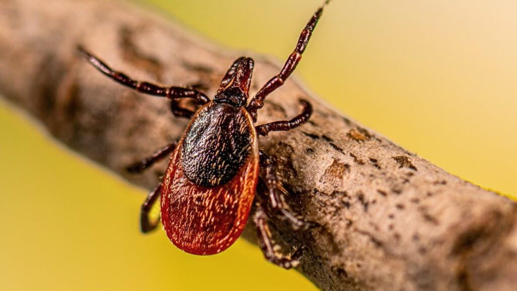 „Ihre Angst ist begründet“: Wie menschliche Aktivitäten das Risiko von Krankheiten wie Lyme erhoben haben "Ihre Angst ist begründet": Wie menschliche Aktivitäten das Risiko von Krankheiten wie Lyme erhoben haben