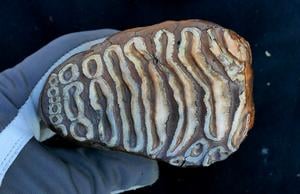 Das alte Mammutrests ergeben die älteste bakterielle DNA der Welt der Welt der weltweiten Wirts-assoziiertes Bakterien