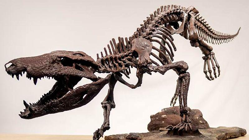 Forscher entblößten Skelett aus ausgestorbenem 'Hypercarnivore', der einen Geschmack für Dinosaurier hatte | CNN