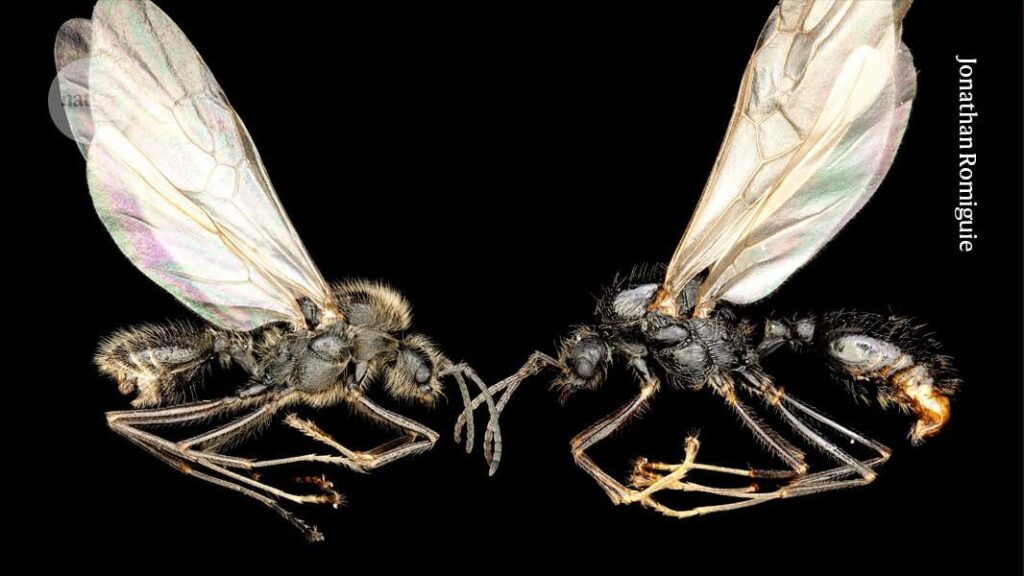 Diese Ameisen sind verschiedene Arten, teilen sich aber eine Mutter. Ameisenköniginnen einer Spezies klonen Ameisen eines anderen, um Hybridarbeiter zu schaffen, die ihre Gebote abgeben.