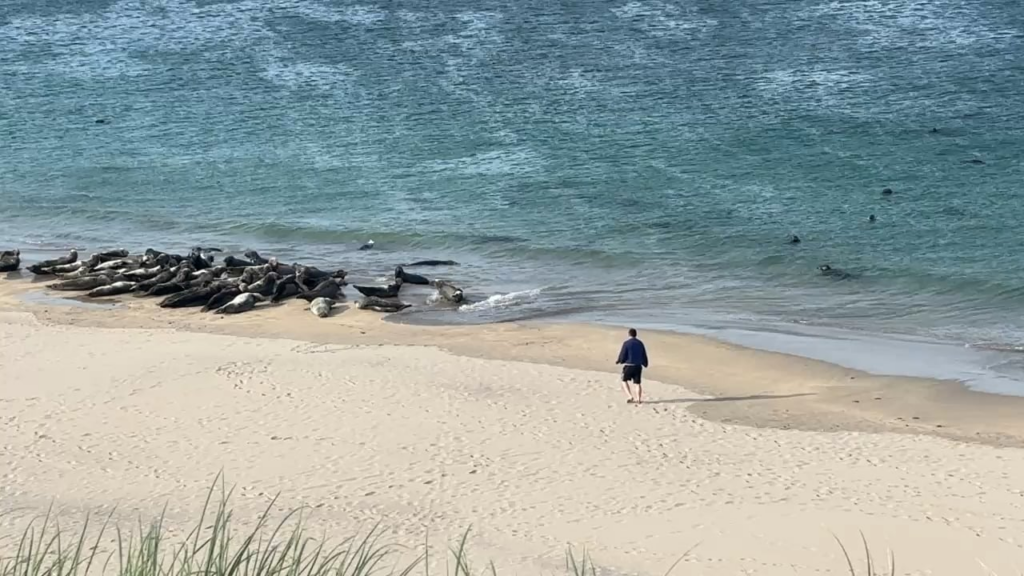 Gobshite auf Great Blasket Island [oc]