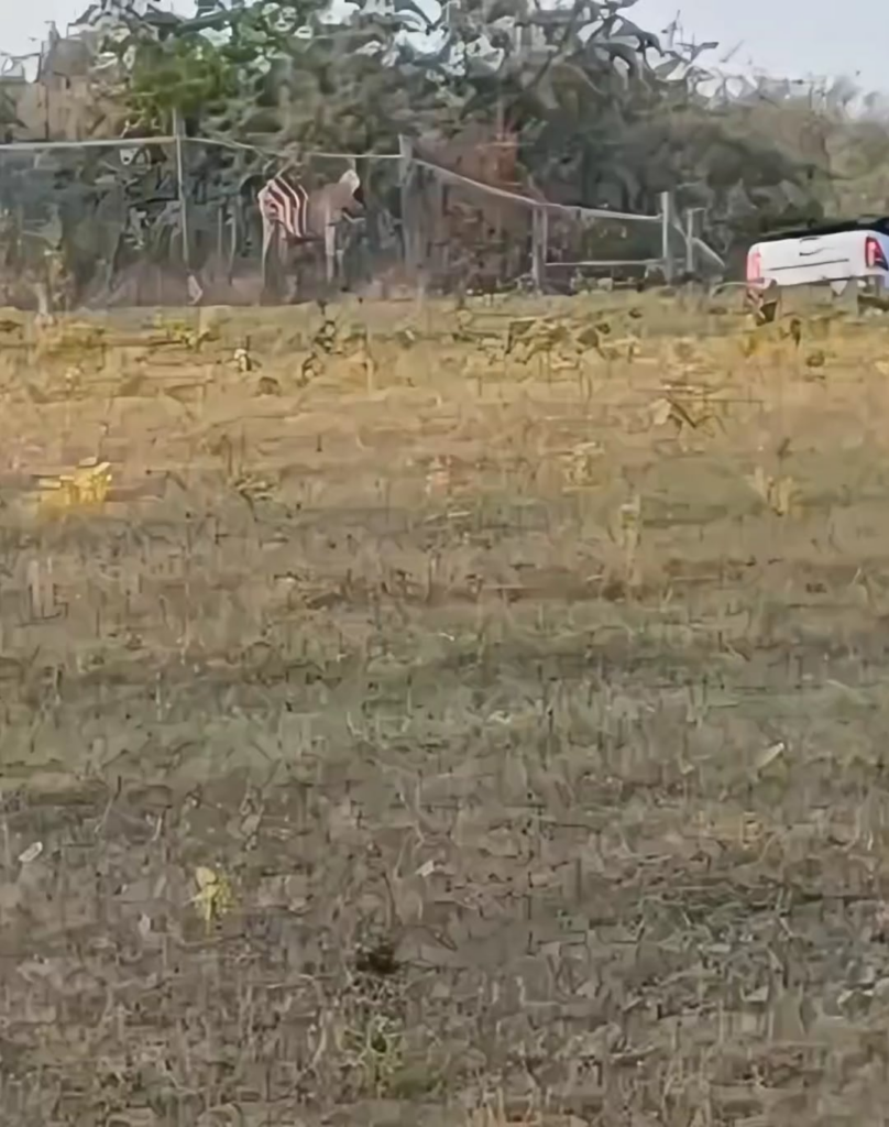 Gestern sahen sie einige von Orbans Zebras neben Hatvanpusztta, aber dann wurden sie umgeleitet