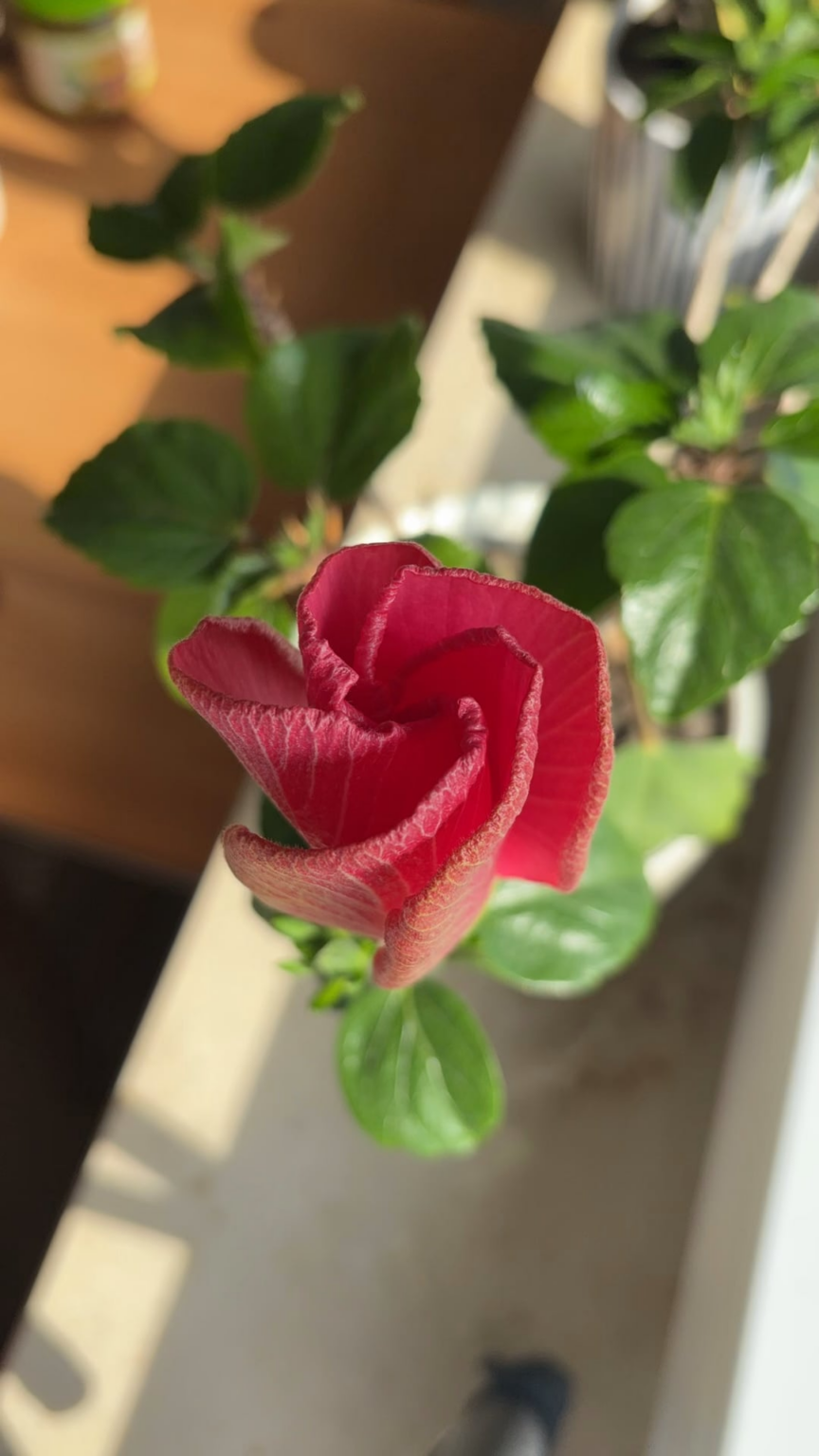 Hibiskus 🌺