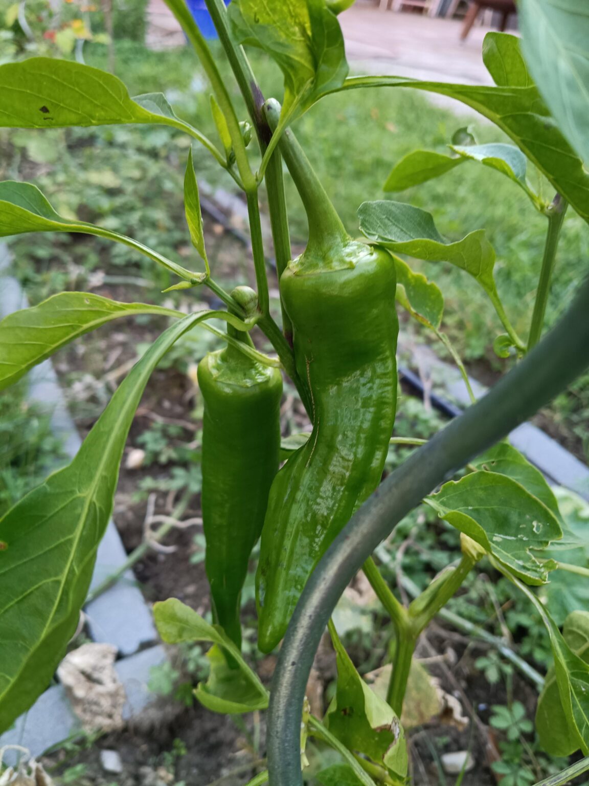 Pepperoni