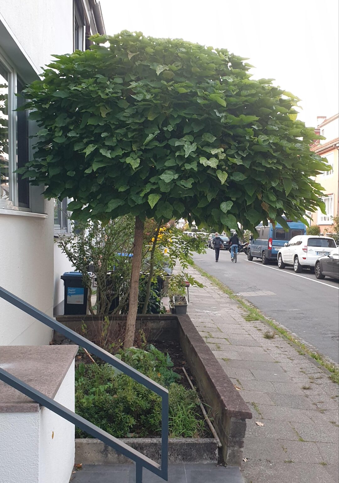 Vor unserem neuen Haus steht dieses Bäumchen. Wie muss ich so ein Exemplar wann zurückschneiden, damit die Krone nicht voluminöser wird, er aber auch nicht kaputt geht?