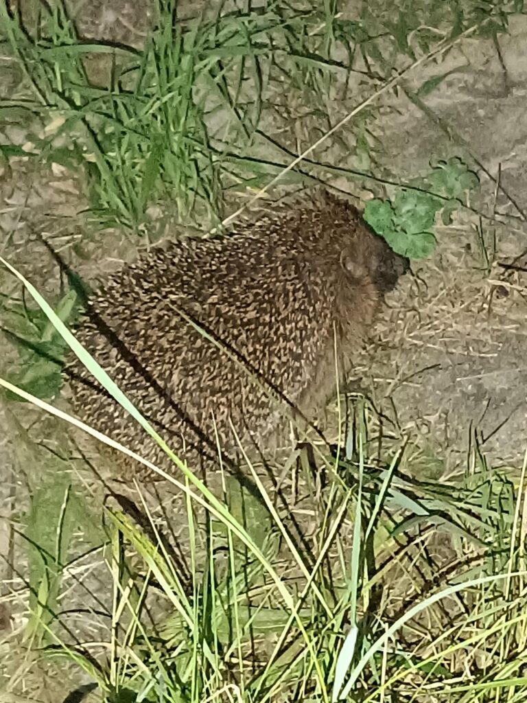 Abends kommen die Igel raus