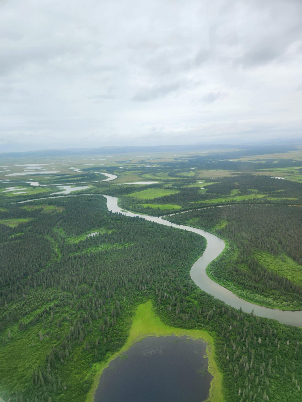 Erwärmung von Flüssen in Alaska bedroht Chinook -Lachspopulationen und indigene Ernährungssicherheit