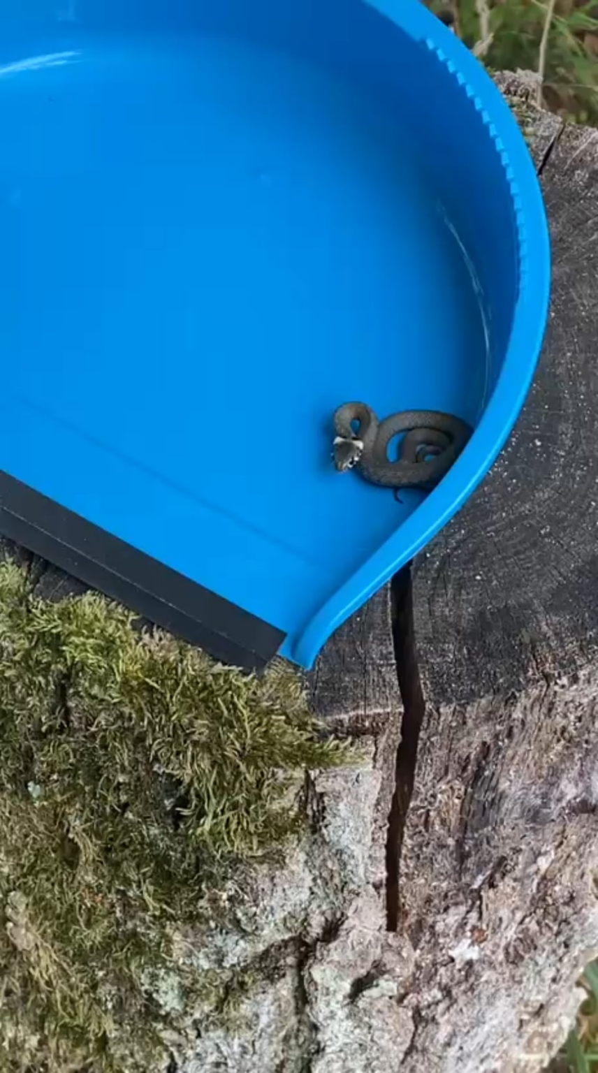 Heute im Garten gefunden