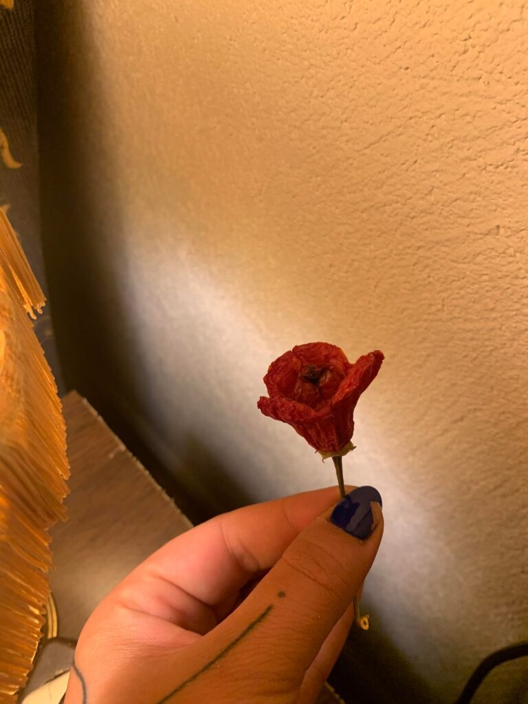 Diese hübsche Chilli, die uns ein Bekannter geschenkt hat sieht extra rosig aus 🌹