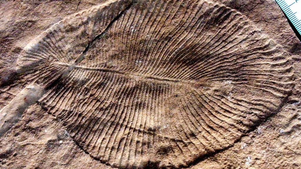 Wie haben Tiere vor den Mund gegessen? Eine Studie untersucht die molekularen Fossilien vor einer halben Milliarde Jahren erneut