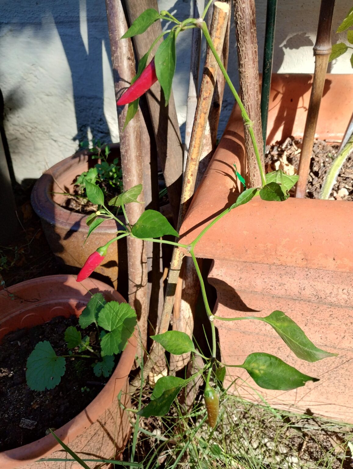 thai chilli