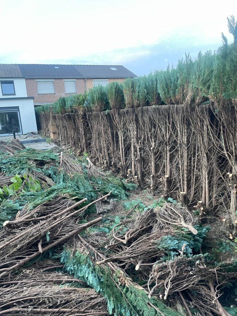 Nachbar halbiert Hecke Nachbar halbiert Hecke