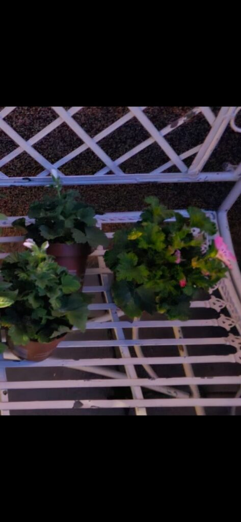 Was hab ich da letzten Frühling gepflanzt (neben den Fuchsien) Was hab ich da letzten Frühling gepflanzt (neben den Fuchsien)