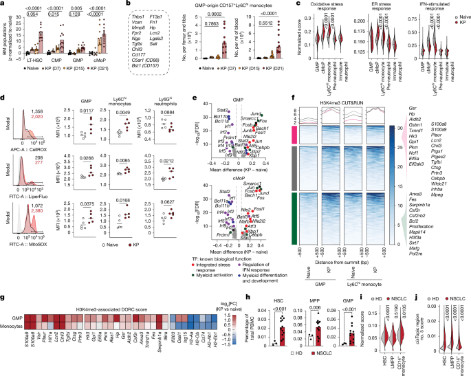 Myeloide Vorläufer Dysregulation treibt immunsuppressive Makrophagen in Tumoren an