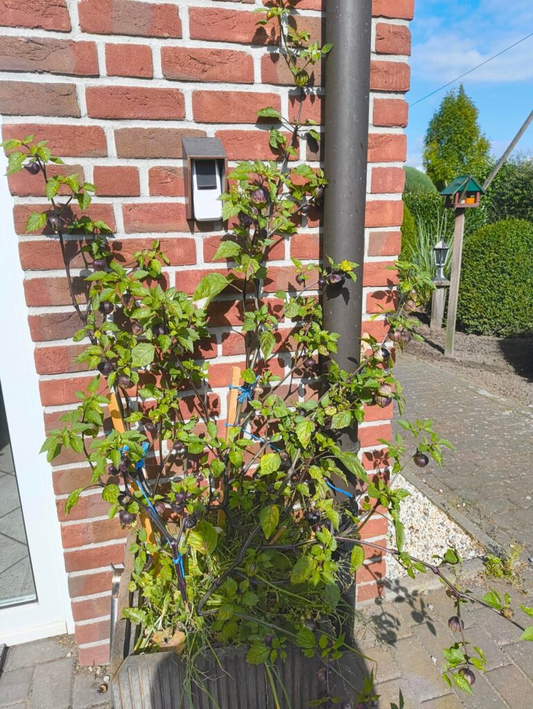 Mein Vater hat die Samen einer Supermarkt Physalis eingepflanzt und wundert sich jetzt warum seine Früchte lila/schwarz werden. Ist dies eine Tomatillo Purple und die Frucht aus dem Supermarkt war nicht reinrassig?