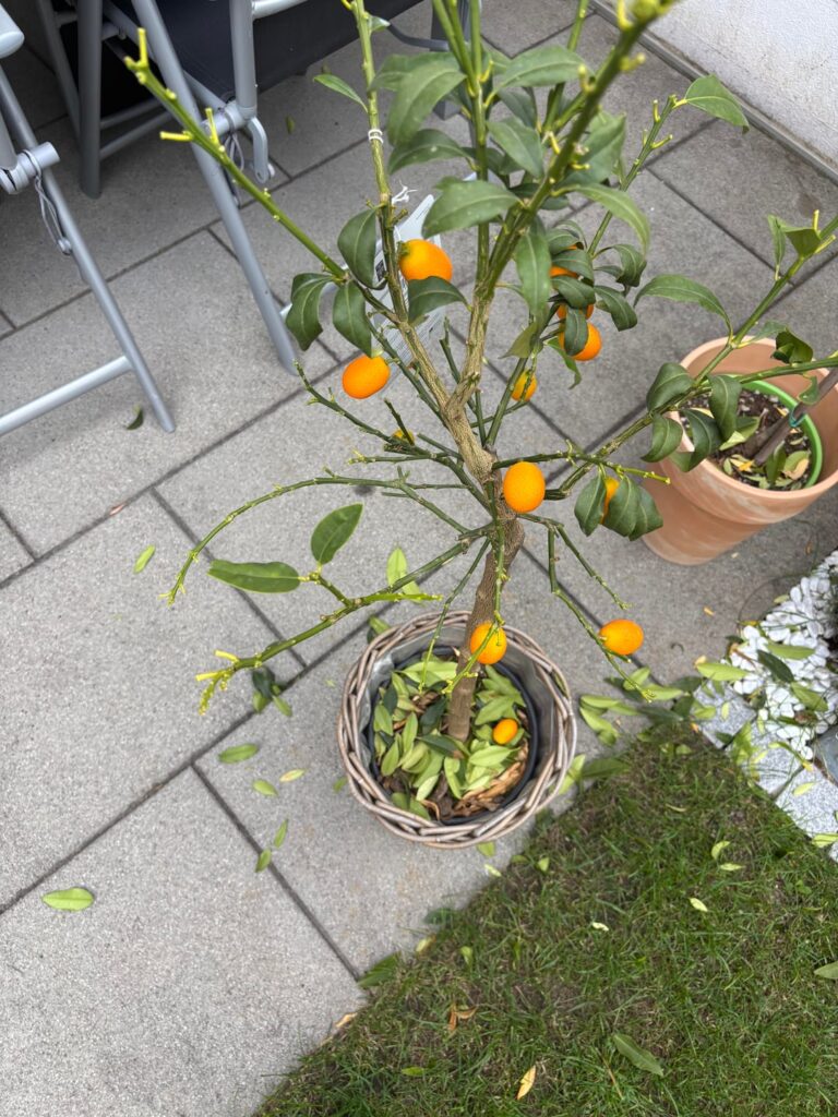 Was ist mit unserem Kumquat Baum passiert?