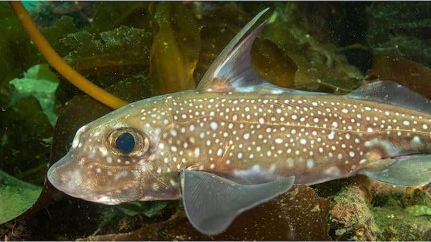 Wie hält der Rattenfisch beim Sex fest? Mit seinen Stirnzähne natürlich