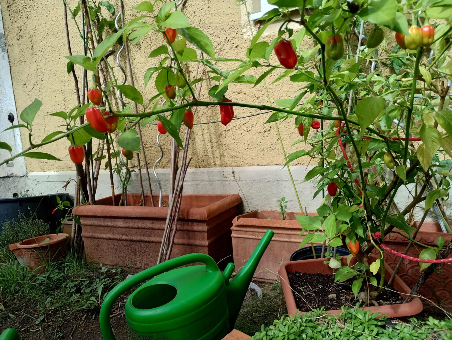 habanero freiland