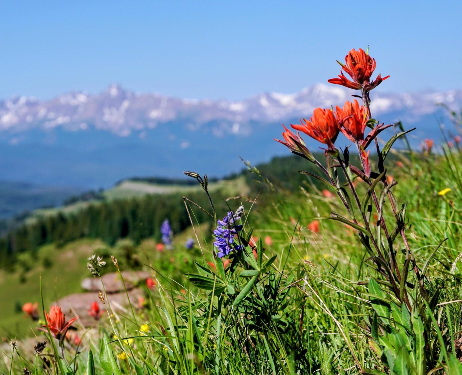 Remote Mountain Meadow bestätigt die globale Insektenkrise. Die Insektenzahlen sanken jedes Jahr um durchschnittlich 6,6 Prozent. Über zwei Jahrzehnte bedeutete dies einen Rückgang um 72,4 Prozent. Der Hauptschuldige stieg die Sommertemperaturen, insbesondere wärmere Nächte.