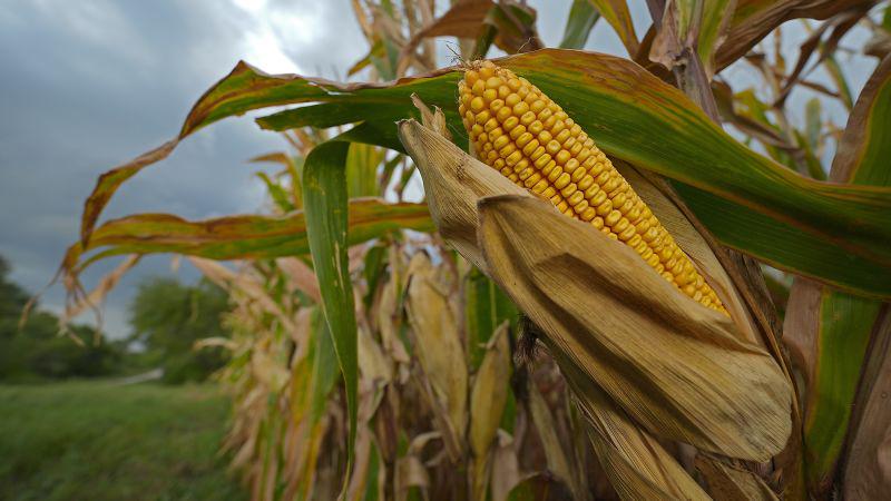 Kinder, die jetzt geboren wurden, können in einer Welt leben, in der die USA nur halb so viel von ihren wichtigsten Lebensmittelpflanzen produzieren können - Studie