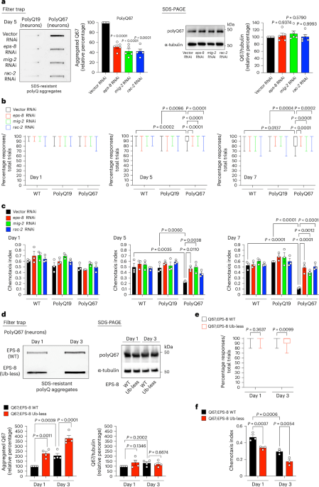 Der Alterungsfaktor EPS8 induziert durch RAC-Signalhyperaktivierung eine krankheitsbedingte Proteinaggregation