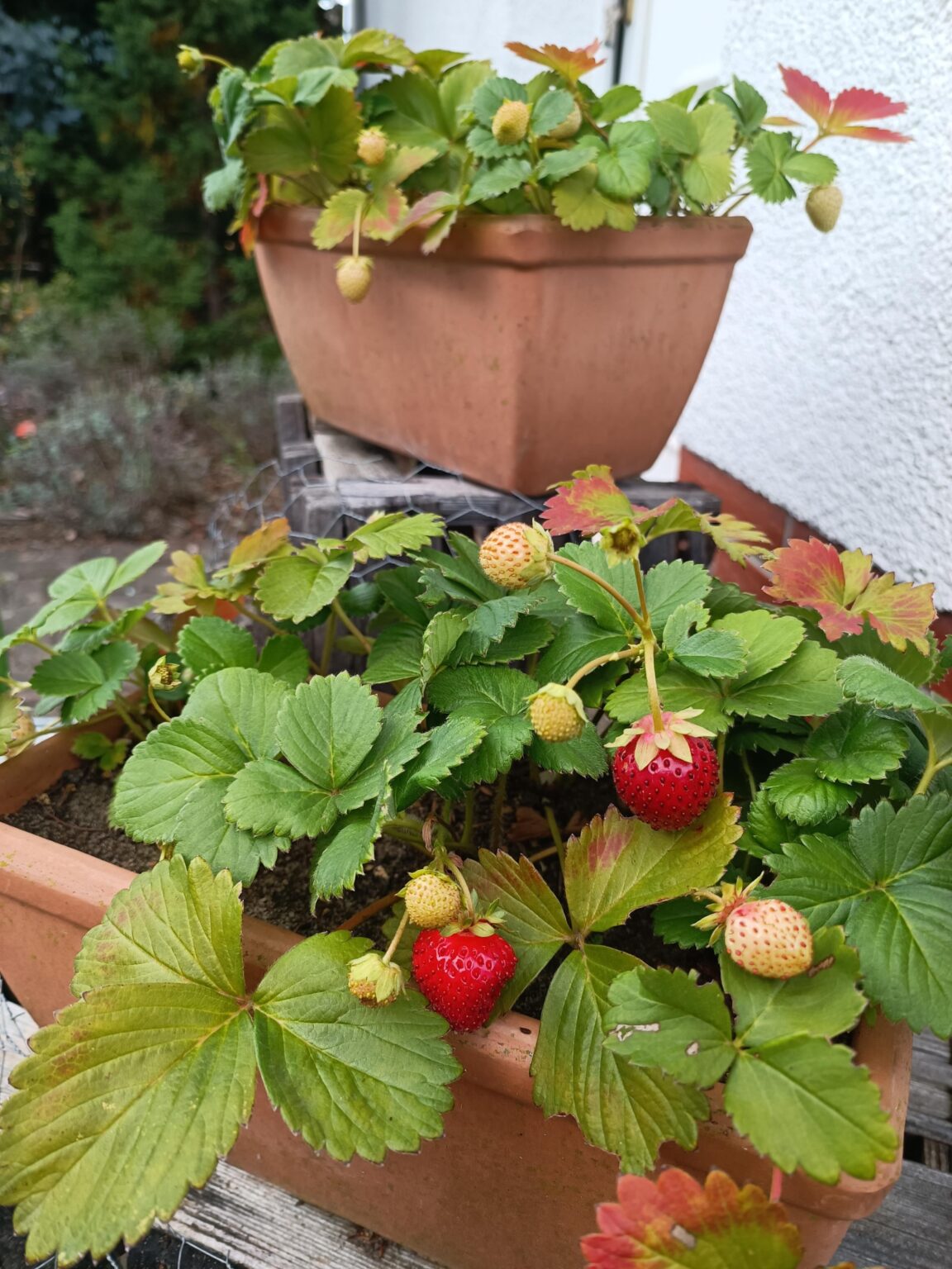 Die Erdbeeren kommen wieder