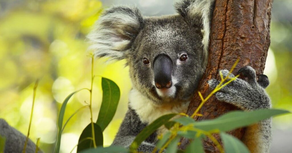 Australien genehmigt den ersten Chlamydien -Impfstoff für Koalas, die von der Krankheit verwüstet wurden