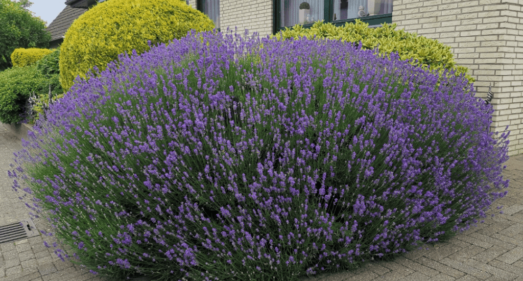 Ich wusste nicht einmal, dass Lavendel so groß werden kann