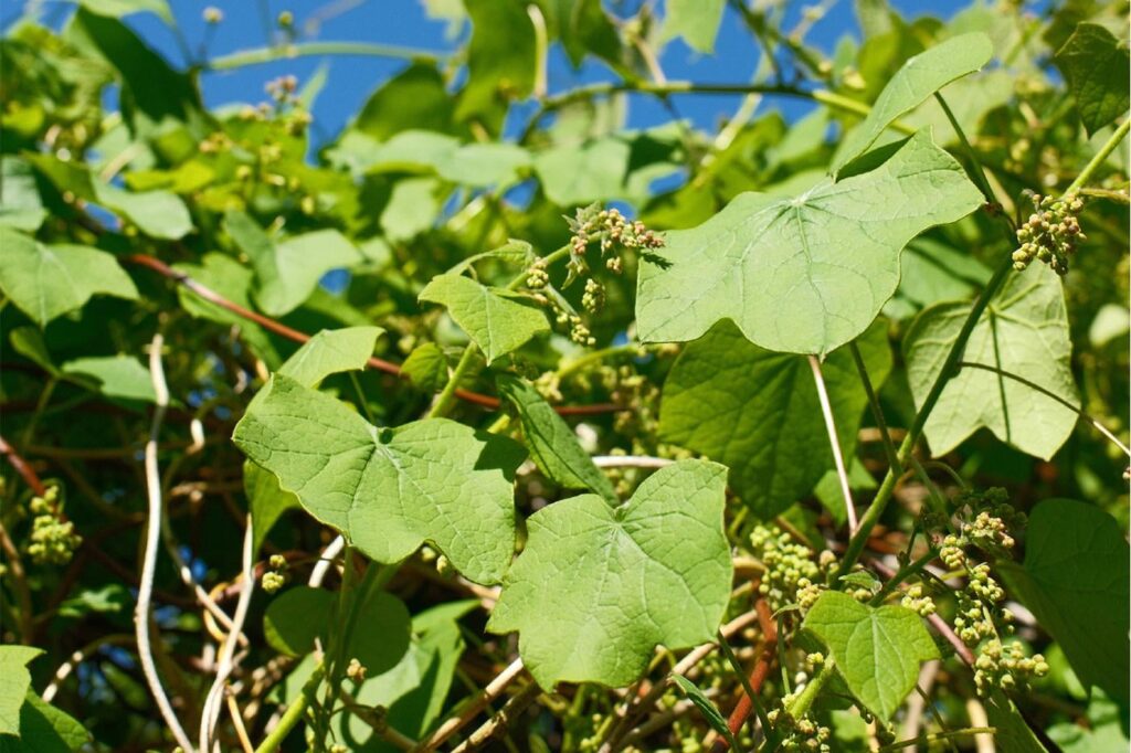 Zum ersten Mal verfolgen die Forscher den genetischen und molekularen Weg, den kanadische Moonsed einsetzte, um eine chemische Reaktion durchzuführen, die für eine Pflanze bisher als unmöglich angesehen wurde, natürlich zu tun: ein Chloratom zu einem Molekül hinzuzufügen.