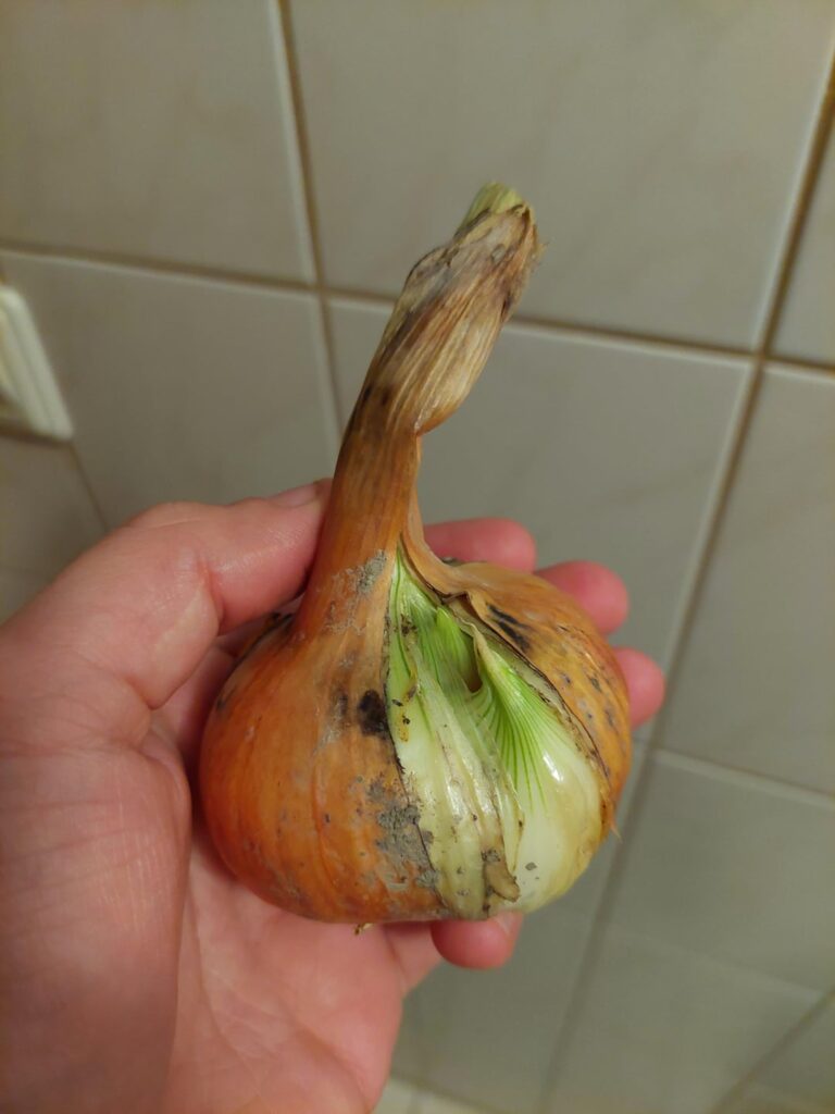 Was macht meine Zwiebel da? Was macht meine Zwiebel da?