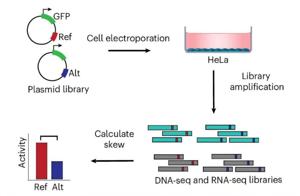 Wie schnell sich die mRNA abbaut, ist mit dem Risiko für Autoimmunerkrankungen verbunden