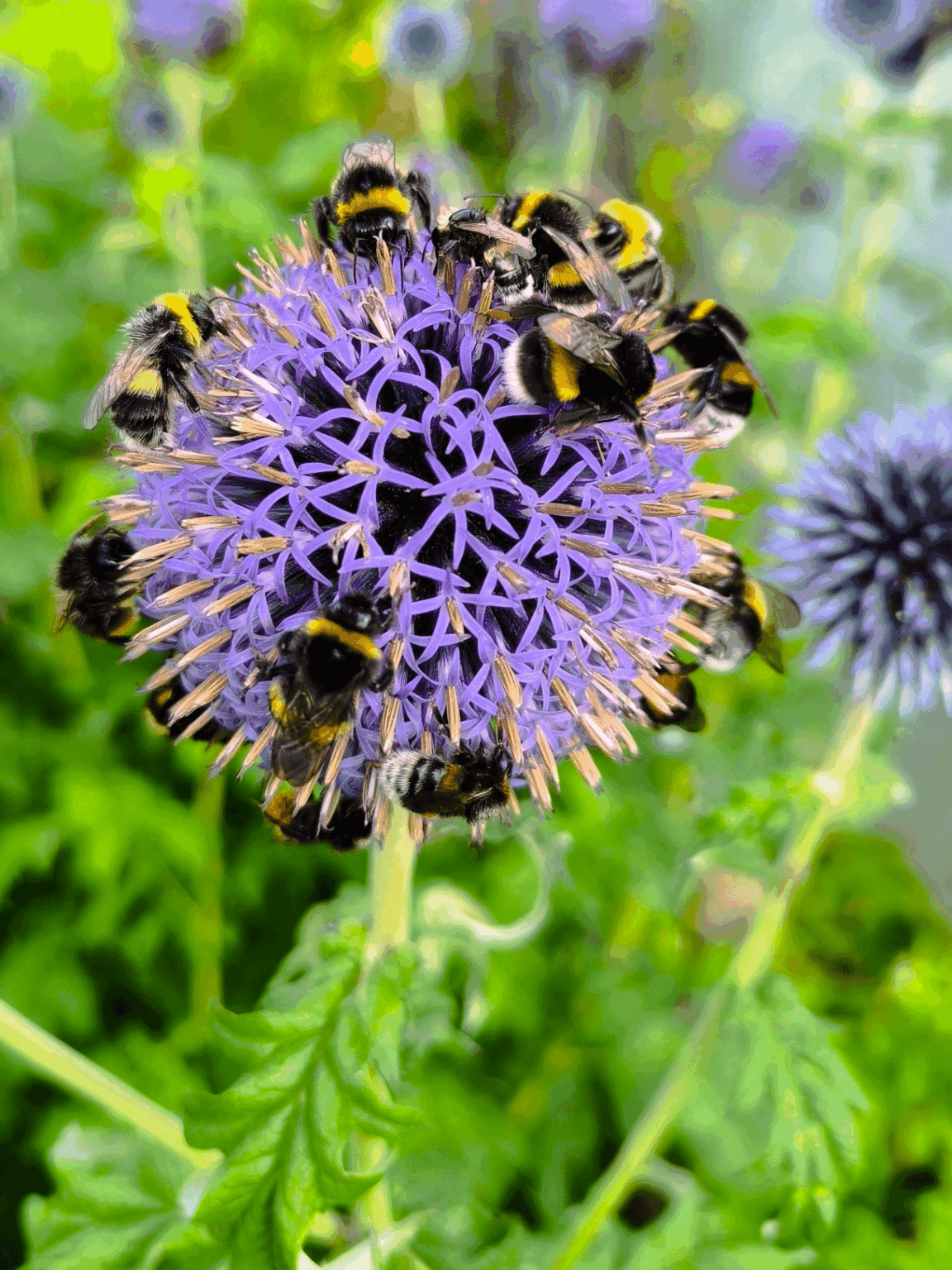 Bienenfutter😀
