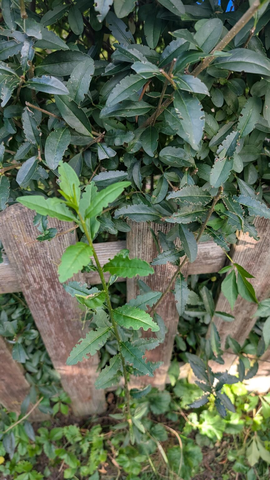 Was knabbert da an meiner Hecke?