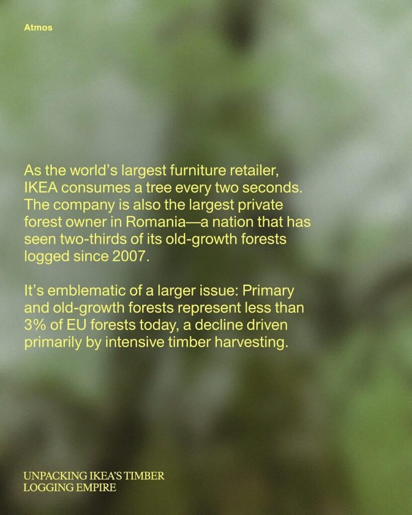 Die alten Wälder Rumäniens sind diviert und Ikea ist teilweise schuld