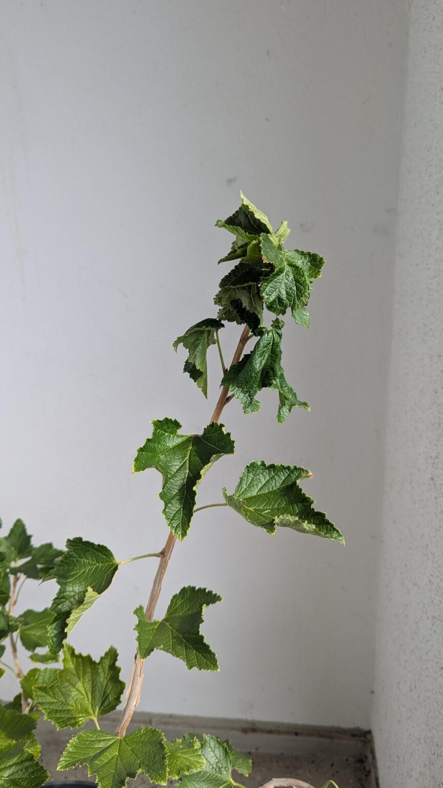 Meine erste Johannisbeere