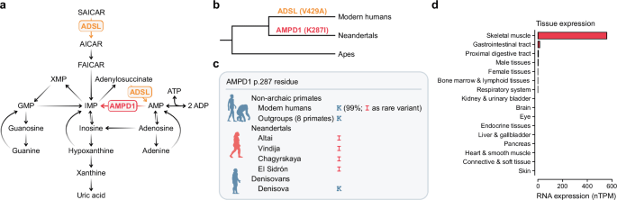 Die Muskelamp -Desaminase -Aktivität war bei Neandertalen niedriger als bei modernen Menschen