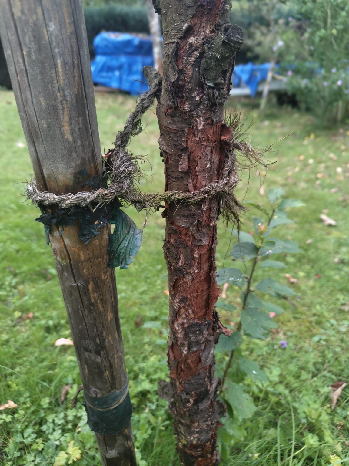 Was hat dieser Pfirsich?