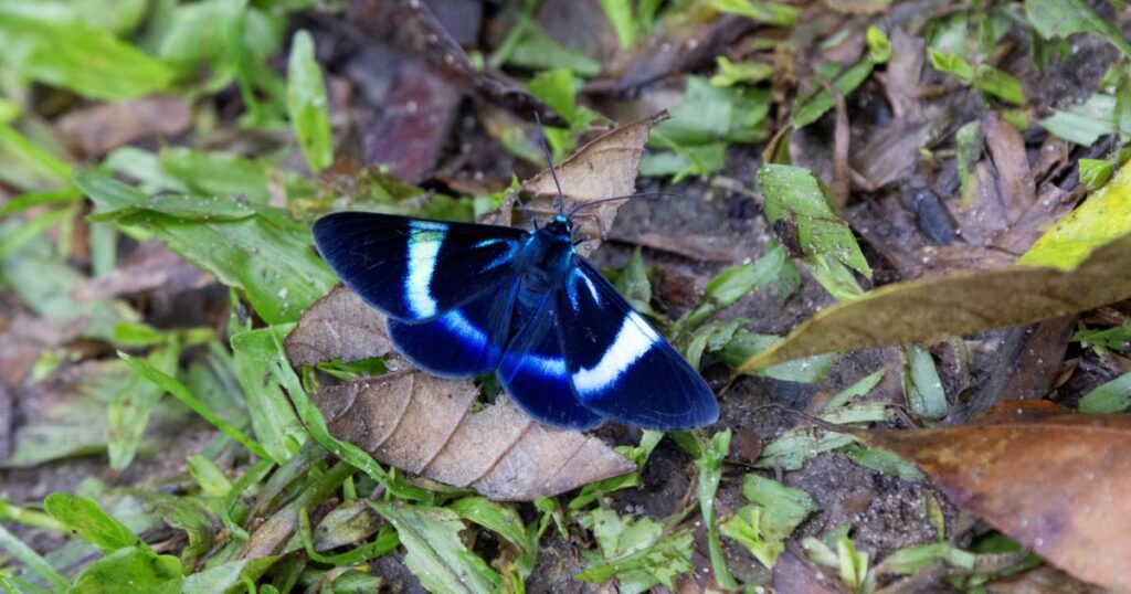 Tagesmotten zeigen größere Ohren, herausfordernde evolutionäre Annahmen
