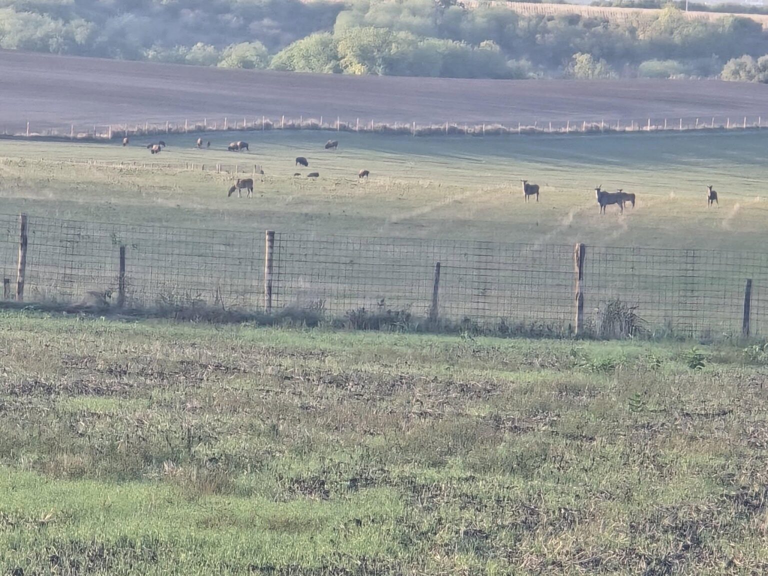 Sie fanden auch gestern Bison und Antilope in Hatvanpuszt! (Ákos Hadházy Facebook) Sie fanden auch gestern Bison und Antilope in Hatvanpuszt! (Ákos Hadházy Facebook)