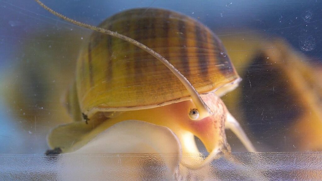 Apple Snails können innerhalb von Monaten nach dem Amputieren ein funktionelles Auge vollständig nachwachsen. Forscher berichten in Nature Communications | Verstehen, wie die Schnecken ihre Augen regenerieren könnten