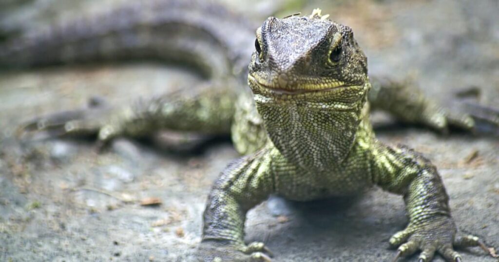 242 Millionen Jahre altes Reptil Der älteste Vorfahr von Eidechsen, Schlangen und Tuatara | Der Tuatara Sphenodon punctatus aus Neuseeland ist das alleinige überlebende Mitglied der Rhynchocephalia Order, einst ein vielfältiger Zweig von Lepidosauriern 242 Millionen Jahre altes Reptil Der älteste Vorfahr von Eidechsen, Schlangen und Tuatara | Der Tuatara Sphenodon punctatus aus Neuseeland ist das alleinige überlebende Mitglied der Rhynchocephalia Order, einst ein vielfältiger Zweig von Lepidosauriern