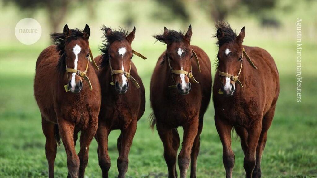 Erste CRISPR Horses Funch-Kontroverse: Was kommt als nächstes für gen-geführte Tiere?