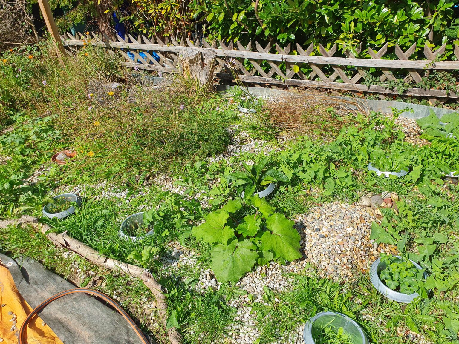 Magerbeet verselbstständigt sich Magerbeet verselbstständigt sich